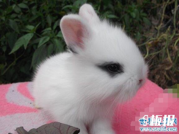 世界上最可爱的兔子，公主兔(萌宠界的新女王)