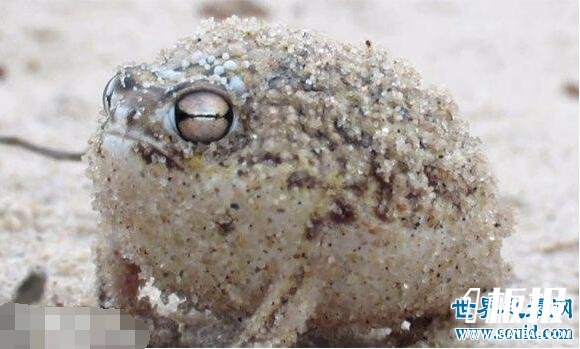 世界上最可爱的青蛙，沙漠雨蛙简直就是一个充气球