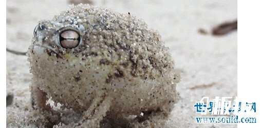 世界上最可爱的青蛙，沙漠雨蛙简直就是一个充气球