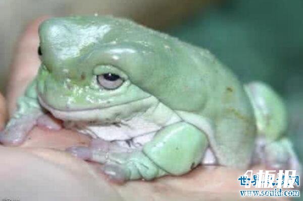 世界上最可怜的青蛙，打伞树蛙(被摄影师虐待至死)