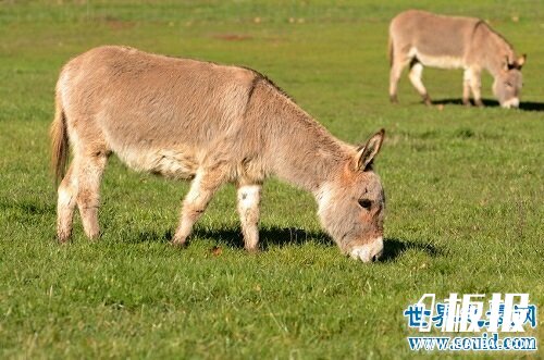 世界上最矮的驴诞生，英国超级迷你驴只有60cm高