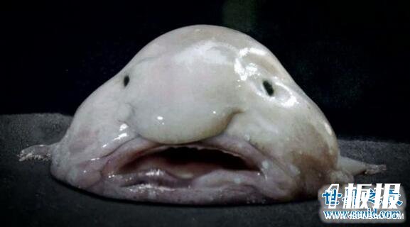 世界上最丑的鱼，水滴鱼能吃吗(不想死你就去吃吧)