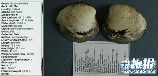 世界上最老的动物，明蛤(507岁时被科学家弄死了)