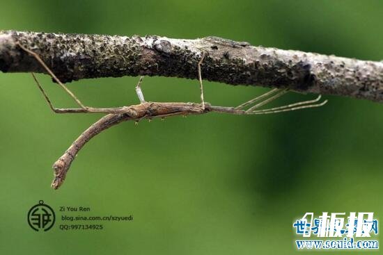 世界上最长的竹节虫，尖刺足刺竹节虫长62.4cm