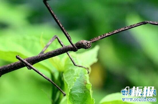 世界上最长的竹节虫，尖刺足刺竹节虫长62.4cm