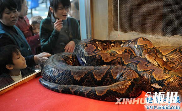 发现世界上最大的蛇，长19米一口吃掉成人(多图)