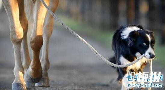 世界上最聪明的狗，边境牧羊犬智商最高会骑马