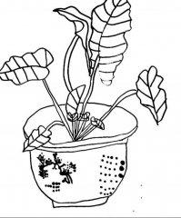 盆栽滴水观音植物花朵儿童简笔画