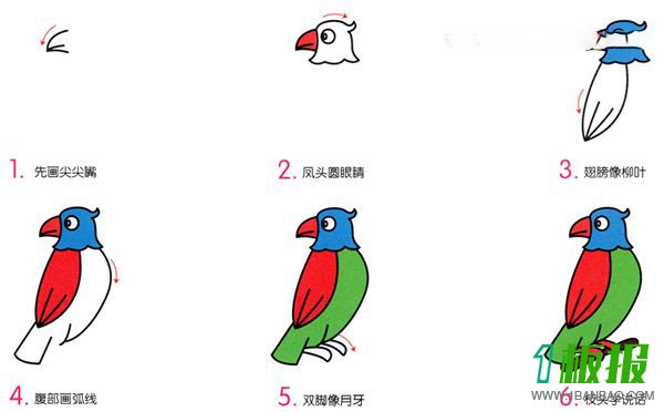 彩色的鹦鹉简笔画画法图片