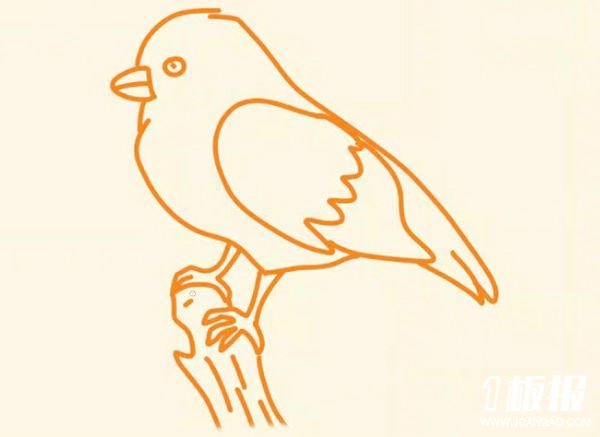 小鸟麻雀简笔画的画法步骤5