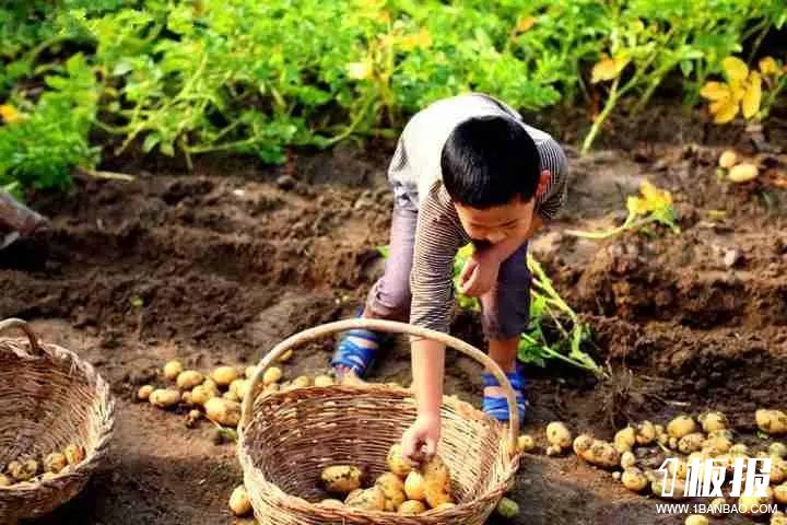 关于挖土豆的作文